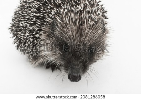 Hedgehog's muzzle prickly wild animal mammal close-up on white background.