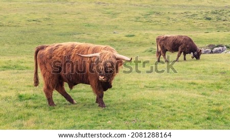 Large male yak on a pasture in the Italian Alps