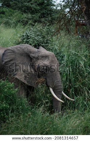 Elephants walking around the reserve. Being themselves. Not harmed