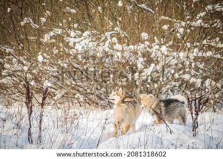 Two Northern dogs in a snowy forest. Alaskan Malamutes sniffing for the animals in a forest clearing. Selective focus on the pets, blurred background.