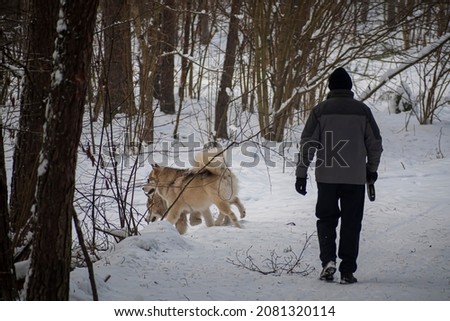 Unknown man with fluffy dogs in a forest. Old male person walking in the woods with two Alaskan Malamutes. Selective focus on the details, blurred background.