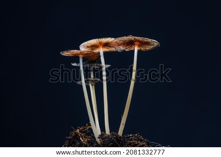 Magic mushrooms on black background