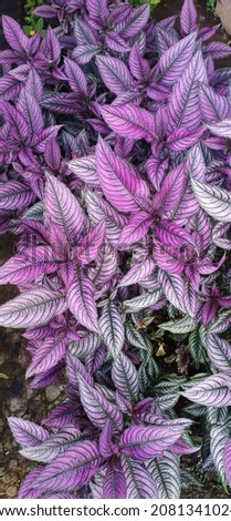 beautiful purple leaf ornamental plant
