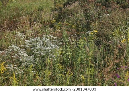 Beautiful wildflowers growing in the sunny flower field. Royalty-Free Stock Photo #2081347003