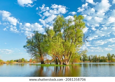 Willow trees among the spring flooded meadows of the Volga River in the Saratov region.