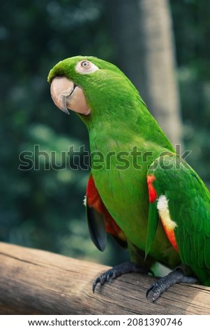 jungle bird with many tropical colors