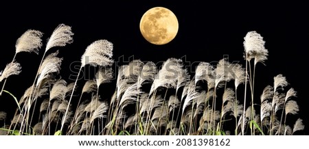 The harvest moon and Japanese pampas grass.
