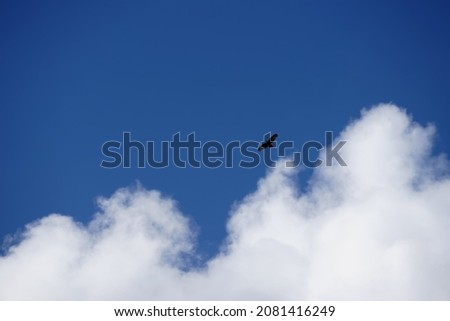 A falcon flying in the air in the sky with clouds, nature background                               