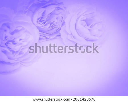 Beautiful abstract color blue and purple flowers on white background for Valentines and Christmas day, pink graphic pink flower frame, purple leaves texture, purple background, festival background 