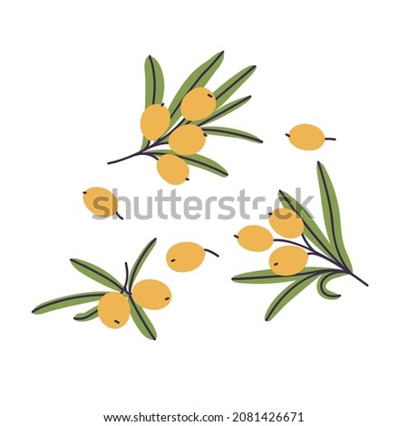 Vector illustration branches of sea buckthorn with berries and leaves. Plant with yellow berries. Botanical illustration.