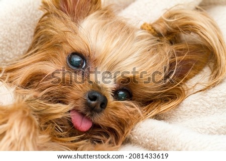 Portrait of cute Yorkshire terrier dog.