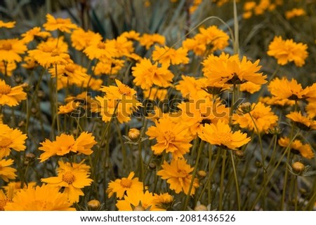 Beautiful spring yellow flowers. A flower bed with plants.	
