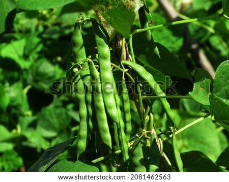 green beans on the vine, Healthy green beans hanging on a bean plant in a kitchen garden. French beans on the vine                                Royalty-Free Stock Photo #2081462563