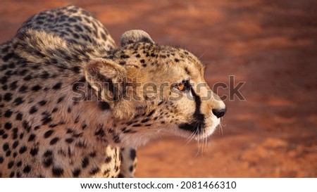 Portrait of Cheetah at soft blur background, closeup. African big cats and predators in a natural habitat, Africa. Wildlife of savannah in the Kalahari desert, Namibia.