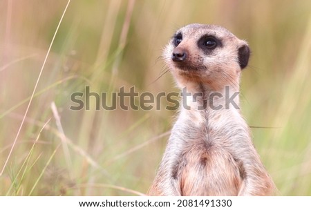 Pensive meerkat or suricate thoughts