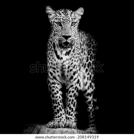 close up Leopard Portrait