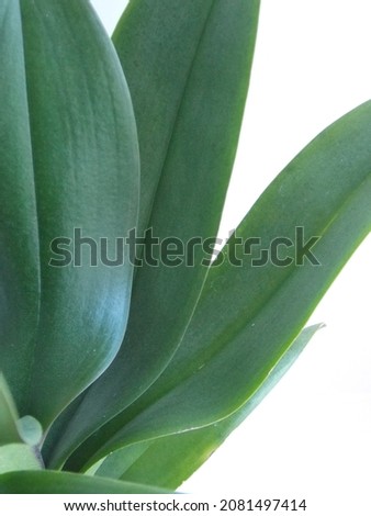 Abstract green background with phalaenopsis orchid leaves.