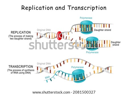 DNA Replication and Transcription. Steps. double helix is unwound. Each separated strand acts as a template for replicating a new strand. Vector diagram for scientific, educational use. poster Royalty-Free Stock Photo #2081500327
