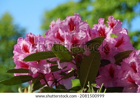 beautiful pink rhododendron on a sunny spring day on a sunny spring day on Mainau island on lake Constance or Bodensee (Germany)                               