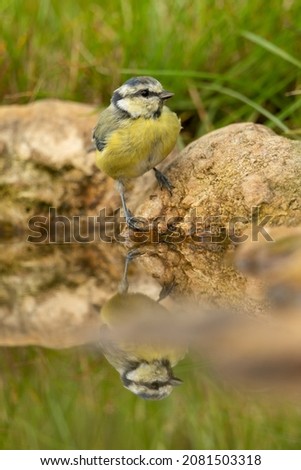 Mirror image of a eurasian blue tit at the corner of a puddle