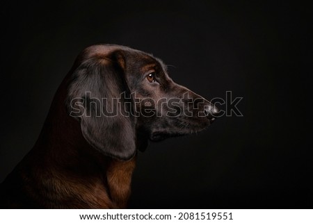 Bavarian Mountain Scent Hounds on black background Royalty-Free Stock Photo #2081519551