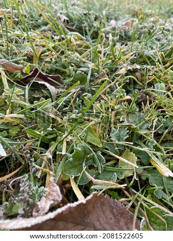 last green leaves and grass with morning frost