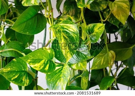 Epipremnum aureus green yellow leaves. Evergreen houseplant  golden pothos. Silver vine, Solomon Islands ivy, marble queen, devil's vine Foliage.  Scindapsus aureus. Indoor vine with glossy leaves.