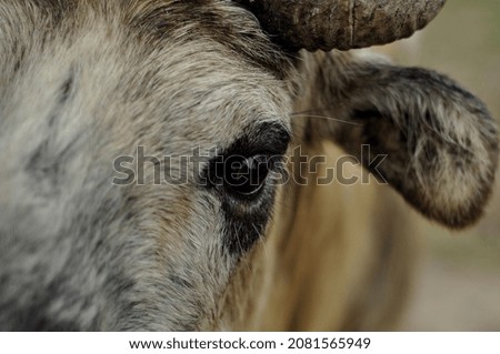 Takin is a rare animal from the Polorogi family. These are artiodactyl ruminants, isolated on the basis of the structure of the horns: the horns of such animals are hollow in structure