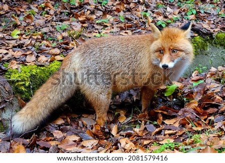  Portrait of a red fox (Vulpes vulpes) in the outdoors                              