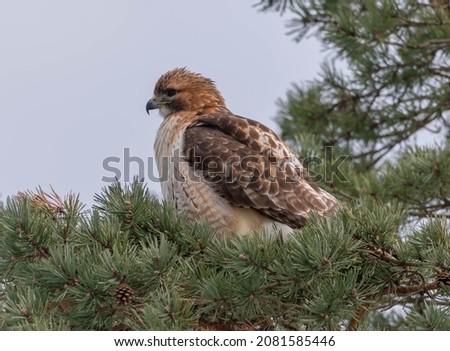 Red Tail Hawk In Winter Woods