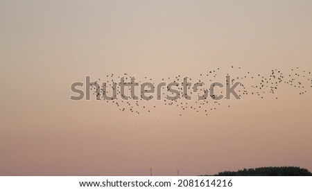 A large flock of flying birds in the sky above the water. Bird swarm flies over the lake in the park in summer at sunset. Many birds fly together in the evening. Environmentally friendly nature.