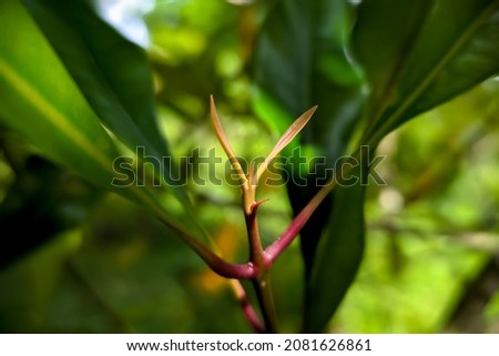 clove leaf buds.  on a plantation in Sumedang, West Java, Indonesia