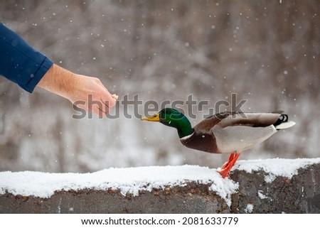 A man feeds a duck bread from his hand in winter in a public park. Duck birds are standing or sitting in the snow. Migration of birds. Ducks and pigeons in the park are waiting for food from people.
