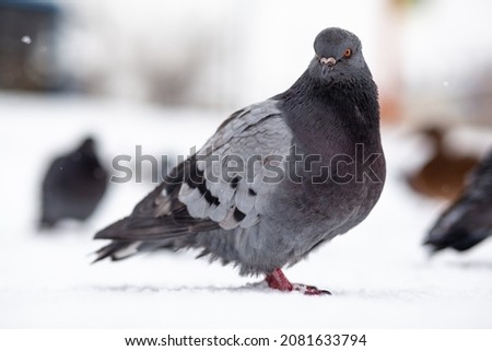 Beautiful pigeons sit in the snow in the city park in winter. Close up of pigeons in winter on the square in the park. Birds in the cold are waiting for food from people.