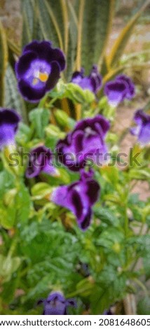 defocused abstrack background of purple flowers