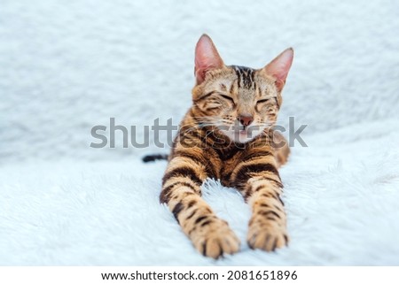 Bengal kitty cat laying on the white fury blanket