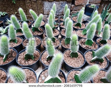 various cactus plants in the garden for cultivation. Kaktus.