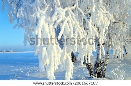 Snow covered tree branches in winter. Winter snow scene. Snowy tree branches. Winter tree branches in snow Royalty-Free Stock Photo #2081667109