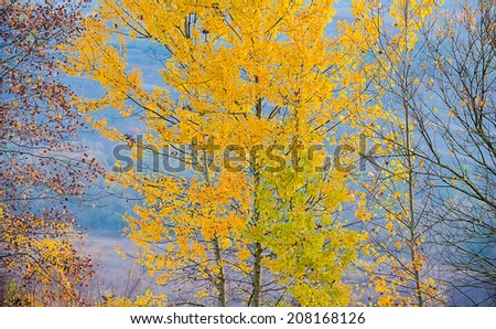 Autumn foliage on a blurred background, sunny day