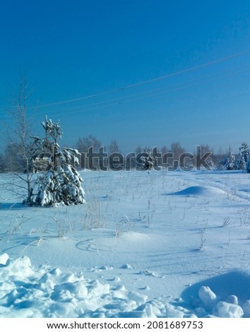 Winter landscape with a pine forest on a blue sky background. Beauty in nature on a sunny day