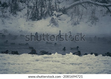 Ducks and herons in Neris river, Lithuania. Dark silhouettes of waterbirs standing in shallow water. Selective focus on the animals, blurred background.