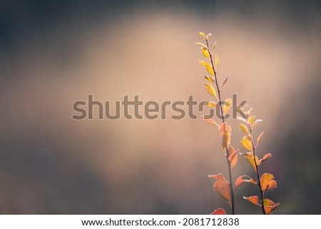 Red autumn leaves in a forest at sunset. Macro image. Beautiful autumn nature background