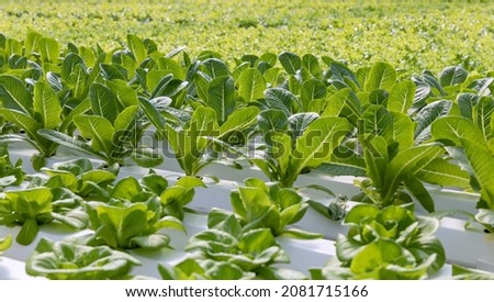 Hydroponic organic SME business farm owner. Asian farmer in agriculture industry. Hydroponic agricultural system, organic hydroponic vegetable garden at greenhouse.