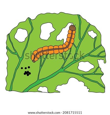 Hand-drawn black vector illustration of one orange caterpillar cabbage butterfly is eating green cabbage leaf on a white background