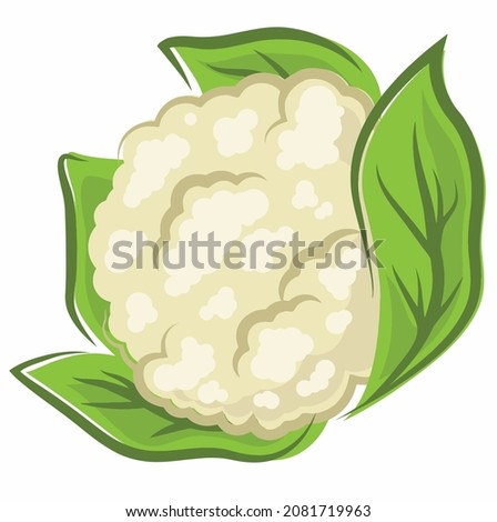 Simple Illustration of a Cauliflower Vector. Royalty-Free Stock Photo #2081719963