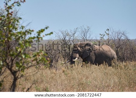 Big African elephant bull, Loxodonta, standing in the arid landscape of the african bush