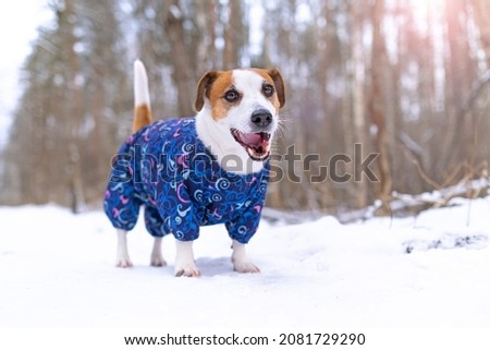 Dog Jack Russell Terrier in a blue overalls stands, looks and smiles with an open mouth at the camera in a snow park for a walk. Portrait of a funny dog dressed in a suit. Clothes for pets.