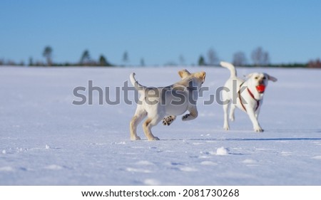 Happy labradors having fun during sunny winter day