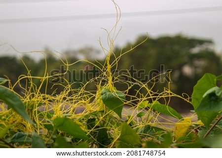 Parasitic plant, plant that obtains all or part of its nutrition from another plant (the host) without contributing to the benefit of the host and, in some cases, causing extreme harm to the host. 