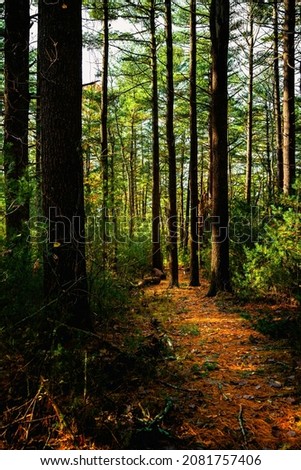 Tall Pine trees and illuminated footpaths in the forest in autumn. Myles Standish Monument State Reservation forest in south Duxbury next to Kingston Bay in Massachusetts.